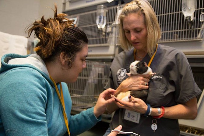 Karen Nestlerode of Alexandria grooms a guinea pig while volunteering at the Fairfax County Animal Shelter.