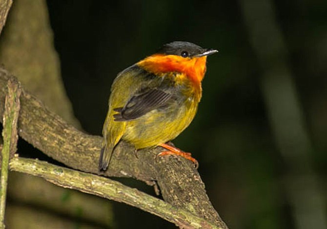 Orange-necked Manakin of Costa Rica. Photo by Jamie Netschert.
