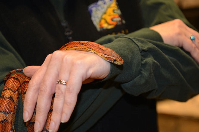 That’s the arm of Walker Nature Center Katie Shaw – being used as a favored mode of transportation by the center’s resident corn snake.
