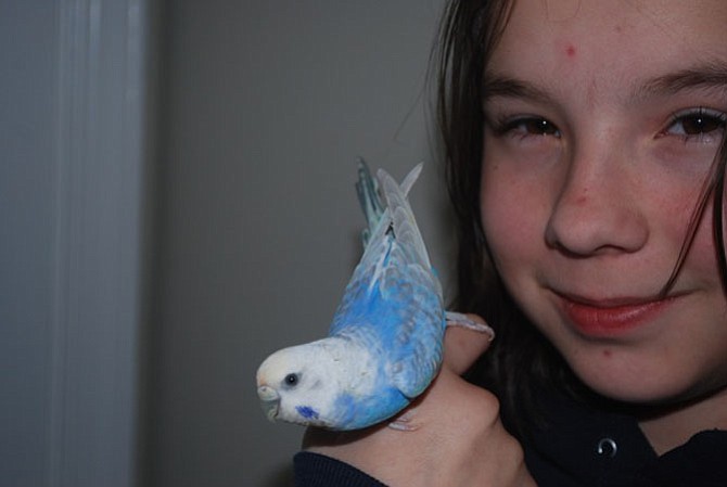 Julia Adde, 13, holds her blue parakeet, aptly named Indigo.