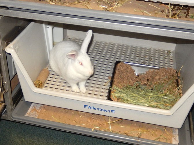 A white bunny in the small-animal room.