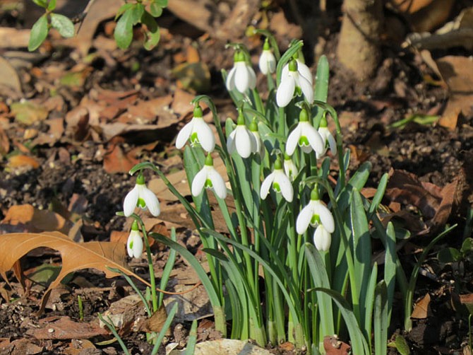 Snowdrops bloom in Potomac on March 15.