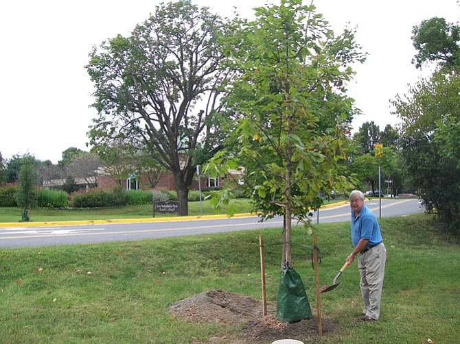 Jack Clark puts the finishing touches on planting a White Oak in front of the Great Falls Library last year.