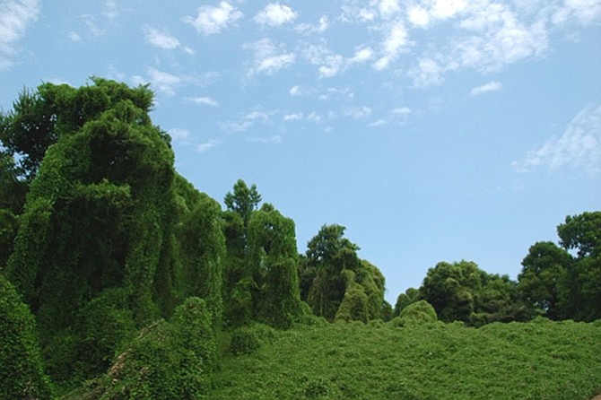 Kudzu vines engulfing trees.