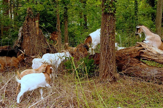 Sixty goats from Eco-Goats in Davidsonville, Md., graze on the underbrush of invasive plants in the four acres surrounding the Hollin Meadows swimming pool and tennis courts.
