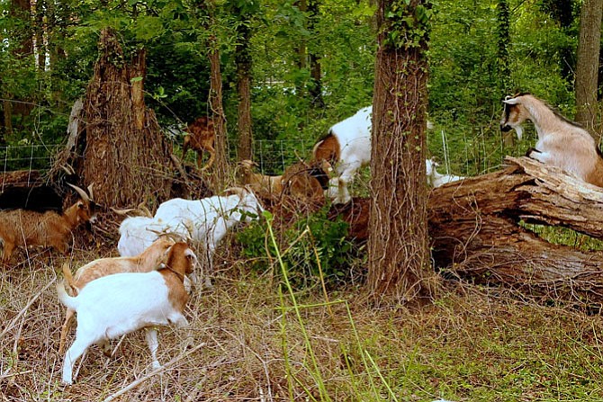 Sixty goats from Eco-Goats in Davidsonville, Md., graze on the underbrush of invasive plants in the four acres surrounding the Hollin Meadows swimming pool and tennis courts.
