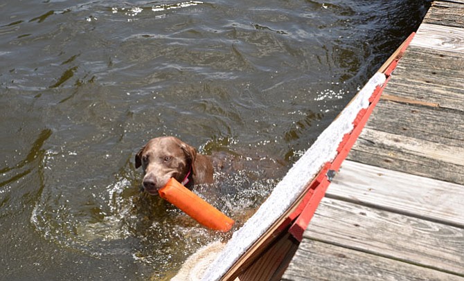 Zoey Tests the waters: The 2 yr-old Silver Labrador was first in line when volunteers were called for to test the exit ramp for the canine competitors from Chesapeake DockDogs who were there to support the Grand Opening of PetMAC, owner Cindy Williams’ pet supply retail shop – and rescue adoption center and partner.
