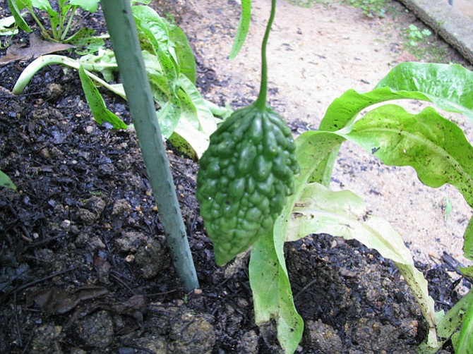 Early stages of a bittermelon.
