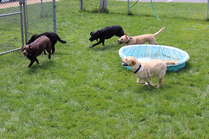 Several dogs chase each other, enjoying the unlimited play time at Seneca Hill.
