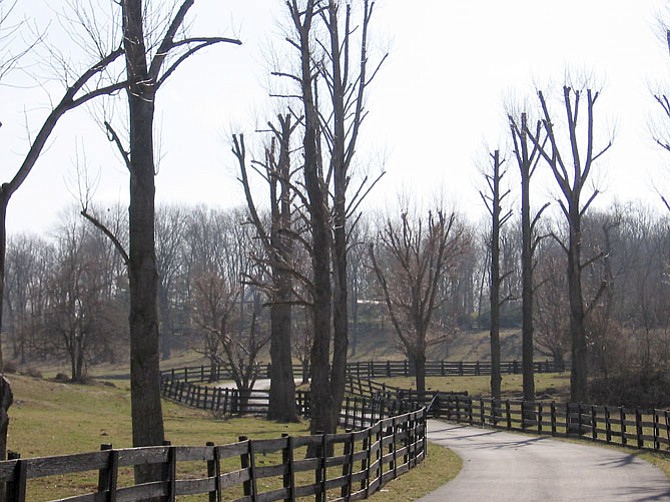 Malpractice in the tree care industry, according the Fairfax County Urban Forestry Division, includes “topping trees,” with the results shown in this photograph. 