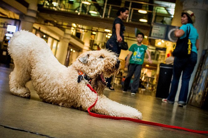 Adoptable dogs and pet care information will be available at this Second Thursday Art Night at Torpedo Factory Art Center, 105 N Union St. Find dog-themed art, gallery exhibits and one-man band Alex W. Young from 6-9 p.m. on Aug. 13. Admission to Second Thursday is Free. Visit www.torpedofactory.org.
