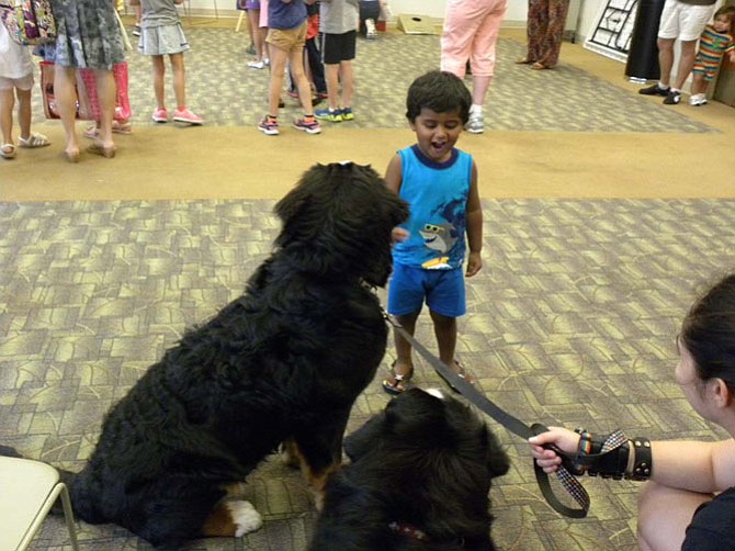 Saicharan Jayaram, 2, of Herndon, is smaller than Bernese mountain dogs Prince Boo Boo and Epic. The dogs are part of the Read to the Dog Tales to Tails program of the Fairfax County Public Library.