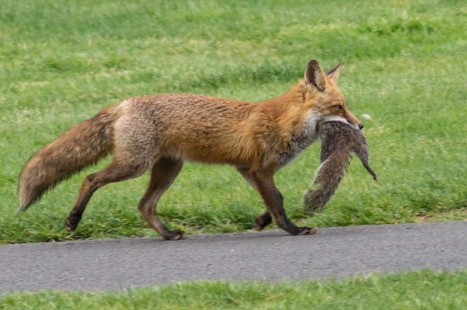 A red fox carries a meal of a squirrel at Reston National Golf Course.
