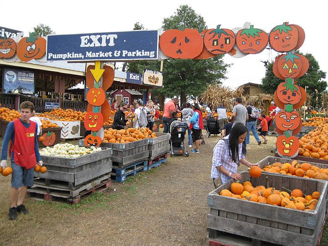 Visitors to Cox Farms receive a free pumpkin when they leave.
