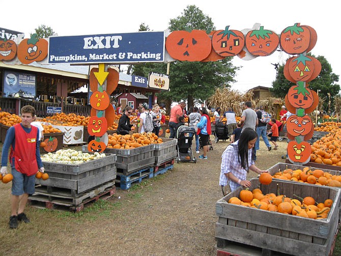 Visitors to Cox Farms receive a free pumpkin when they leave.
