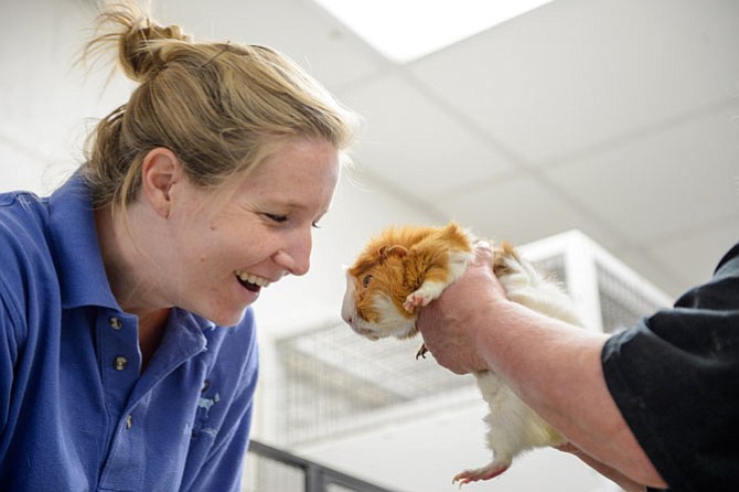 Animal Care Technician Miriam Diemer meets a visiting guinea pig called Copper.
