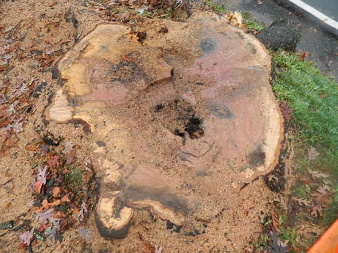 Joni Mitchell was right--we don't know what we got til  it's gone: The stump of the fallen oak.
