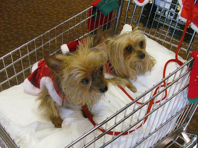 Yorkshire Terriers, Itsy and Bitsy, are staples of the Greenspring pet parade, loyally attending each year in their favorite mode of transportation – a shopping cart. Itsy and Bitsy are the dogs of residents Freda Burner and Hazel Cross.
