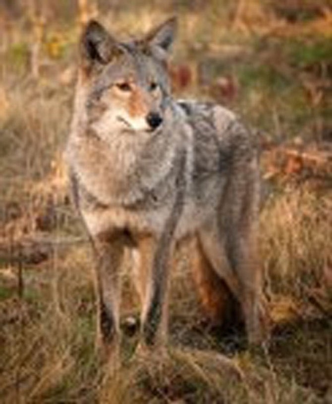 Coyotes are territorial foragers that can prey on small animals but will readily eat fruits or vegetables.