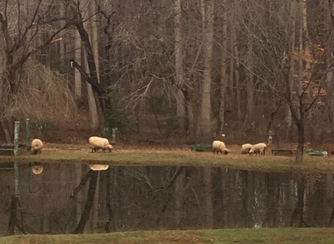 Several of David Kondner’s seven sheep graze next to his pond. His property includes a barn with stalls, a pond and fencing around the entire five acres. 
