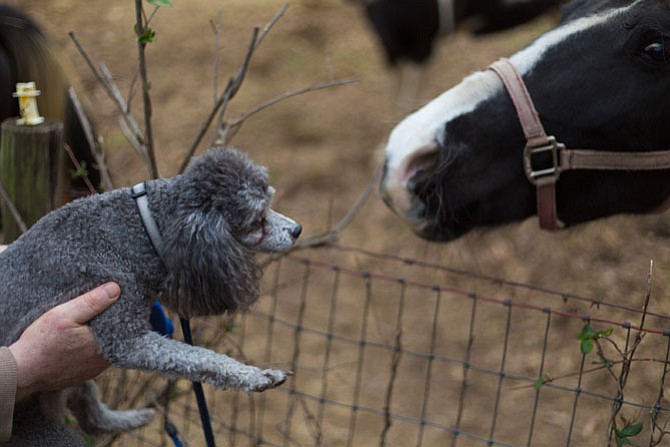 Smokey is always happy to meet new people and animals, including horses.
