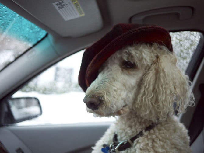 Kai, riding shotgun, last winter. 
