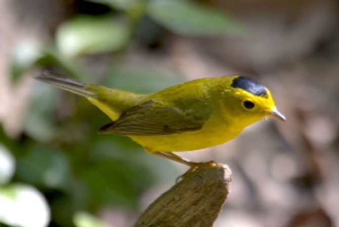 This Wilson’s warbler is one of more than 20 species of warblers who use Monticello as a stopping point on their migration from South America. They are attracted to the small park in an urban area because of the stream running through the park, the protective cover and the availability of food.
