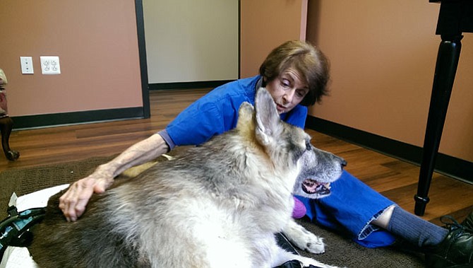 Bettejeanne “Bj” Hammond does body and energy work on “Ochi,” a 16-year-old Shiloh Shepherd, at the Veterinary Holistic Center in Springfield.