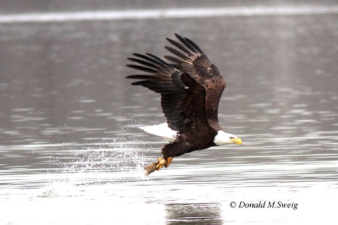 Adult bald eagle snatching a fish from Pohick Bay. 
