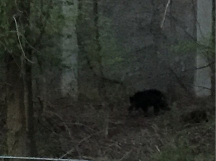 Residents have reported multiple bear sightings in Vienna/Oakton.
