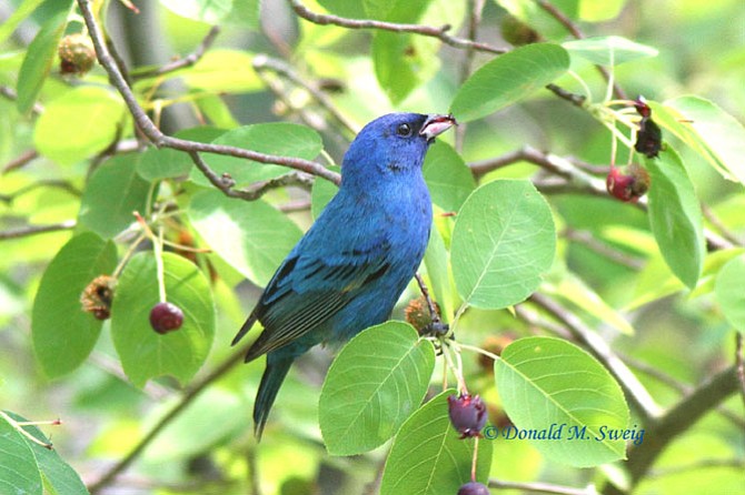 Bright-blue Indigo buntings can be seen in both National Parks at Great Falls.
