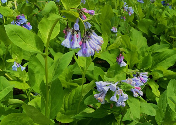 Bluebells and other native wildflowers are the star attractions at the Riverbend Bluebell Festival, Saturday, April 16, but there are many other activities as well.
