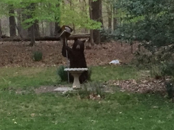 A black bear shakes a bird feeder in Doug Harbrecht's backyard in Great Falls.