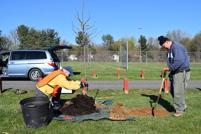 McLean Tree Foundation (MTF) volunteers, from left, Bruce Lipton and Ray Lewyckyj prepare a planting hole for a Redbud tree in Lewinsville Park, McLean, in celebration of Arbor Day.
