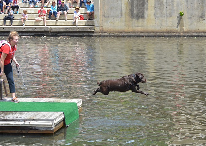 Smart pooch Parker of Reston, figured out this whole “dock dog diving thing” on his second try at “catch the stick in the water.” The crowd gave Parker and “mom” Michelle a mighty cheer on his successful second attempt.
