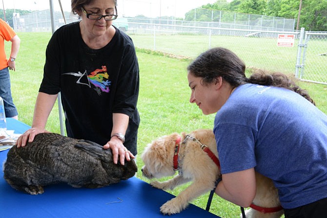 (Right) Rebecca Bagdasarian introduces her dog Sosi to Nora, a Flemish giant rabbit.