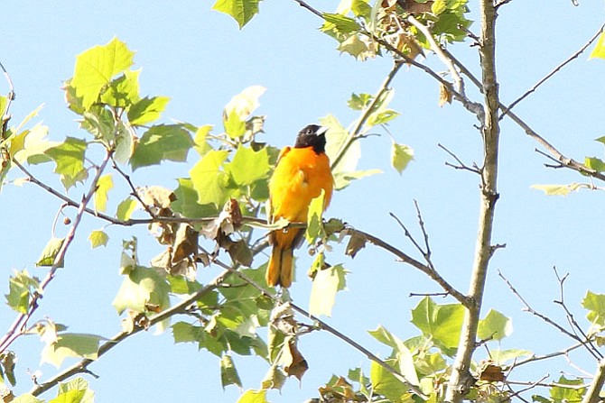 An oriole on the top of a tree in the C&O Canal National Historical Park at Great Falls. 
