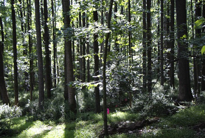 Arthur Kingdom recommended that the Planning Commission come to the 11 acres of a potential development project to see sunlight coming through hundreds of mature trees. “It is idyllic,” he said.

