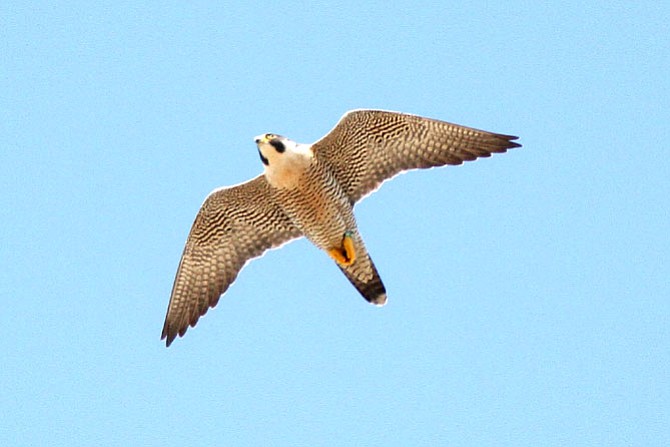 The male peregrine in the air in Reston: The falcons may remain in the Reston area for a short period of time, but after that will probably fly off to other locations in Virginia or elsewhere.  It is possible that the adult falcons will return to the Reston area to nest in 2017.
