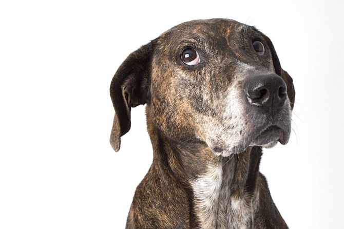 Ginger McNair: Age 11, Plott Hound/Boxer Mix, Reston. 
One of Ginger’s best adventures was getting to play with a wild fawn who wandered into his yard. Fast thinking dad, Doug McNair, captured their exchange on video. https://www.youtube.com/watch?v=18VAGzOL8sk
