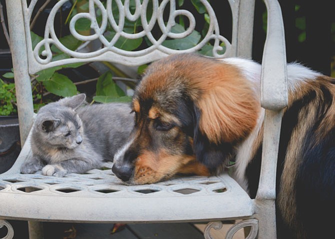 Sasha and kitten friend Biscuit met when Sasha was 4 months old and considered Biscuit a toy to chase. Now they are cuddle buddies and playful friends.
