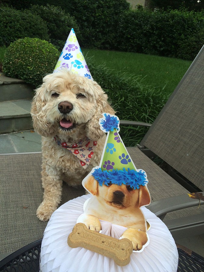 Maddie, the treasured pet of Sharon Lewis, Vienna, celebrated her 11th birthday in great style in July, 2016.