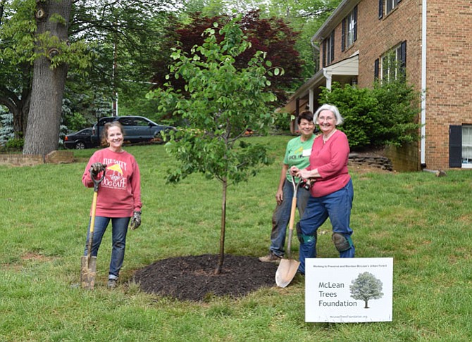 Lynn Hall (left) plants a Serviceberry tree in her front yard with the help of Brenda Frank and Janet Gale, volunteers for the McLean Trees Foundation. 

