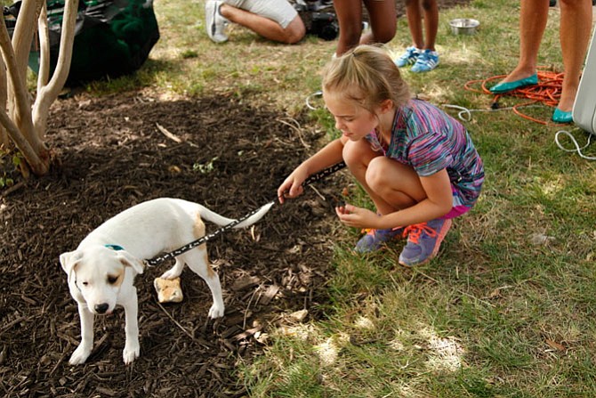 Named Diamond, this little lost pup is being nourished by PetConnect Rescue of Potomac while he waits for his forever home. Here,  Greta Skaggs, 7, came with her parents from Virginia to enjoy the tennis, pet the pups and sit for  some exquisite face painting, all in a Kid's Day's fun on Saturday, at the Citi Open Tennis Tournament in Washington, DC.
