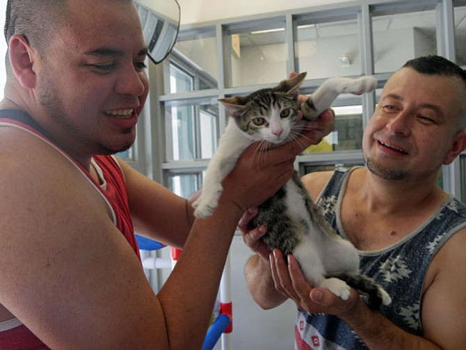 Two friends crowd into the greeting enclosure with kittens scampering around the floor and volunteers helping make animal-people connections.  The small energetic kitten seems to become instantly attached. The adoption process involves meeting the animal as well as filling out adoption forms and a pre-consultation with an adoption counselor to match needs and personalities of potential owners and animal. 
