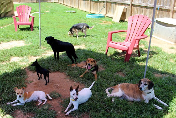 Homeward Trails dogs enjoying the shaded pavilion on a hot day while waiting for their forever homes.