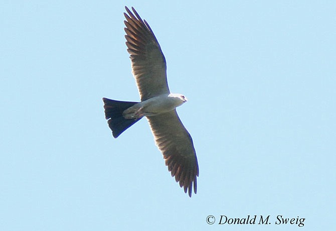 Adult Mississippi Kite soaring over 17th and Taylor in north Arlington on Aug. 12.
