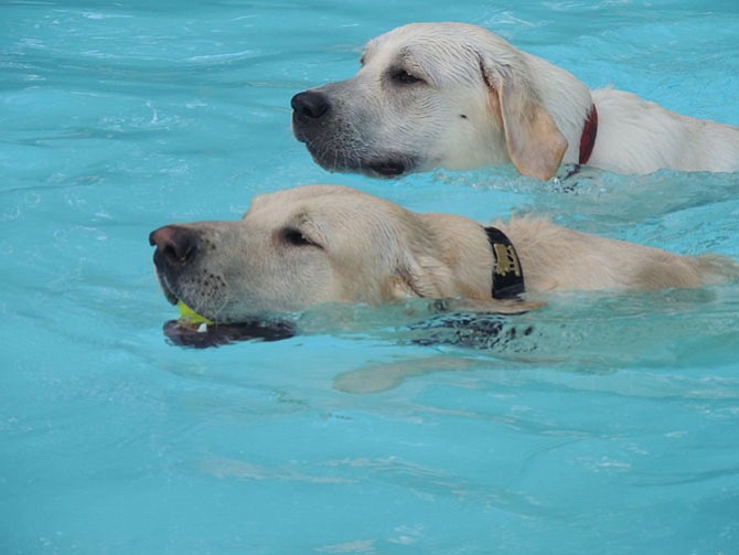 Maxx and Bosa enjoying their swim in the pool
