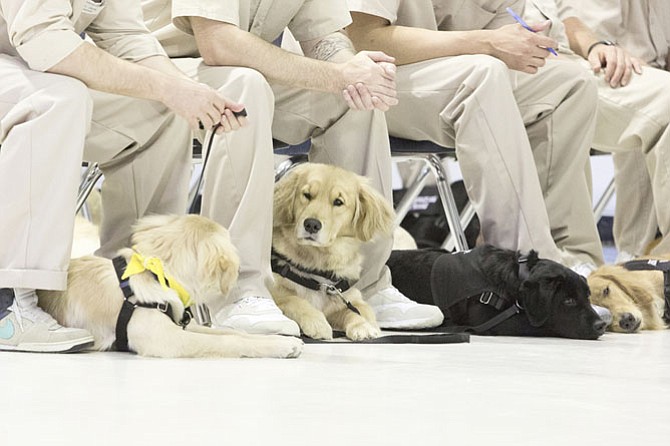 Service dogs in training and inmate trainers sit together at St Marys Correctional Center in West Virginia.
