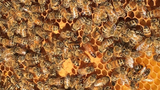 A queen bee, pictured in the center, is surrounded by worker bees on a frame of brood. The closed cells that look like browned biscuits are filled with developing bees, not honey. 